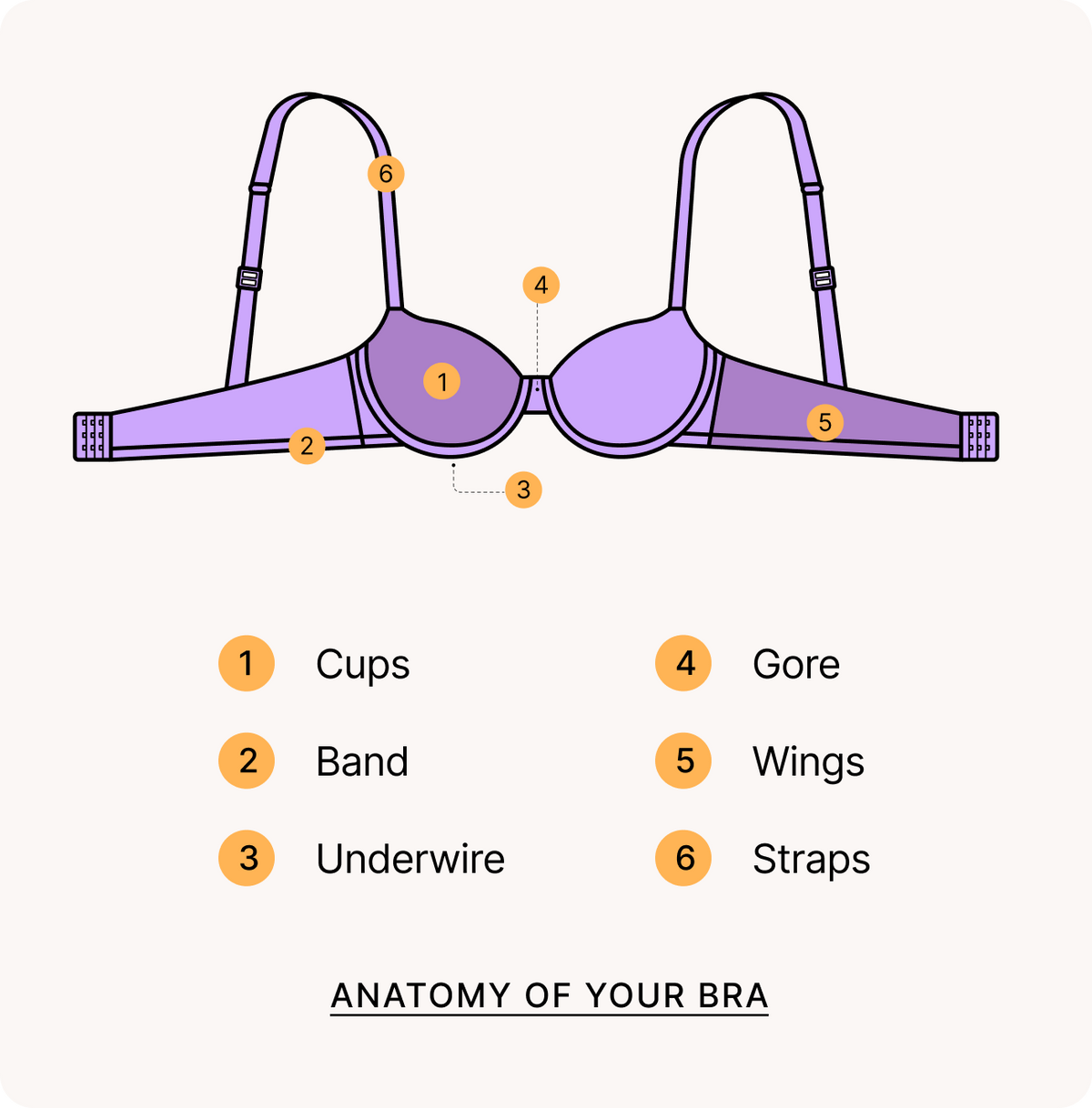 Anatomy of your bra