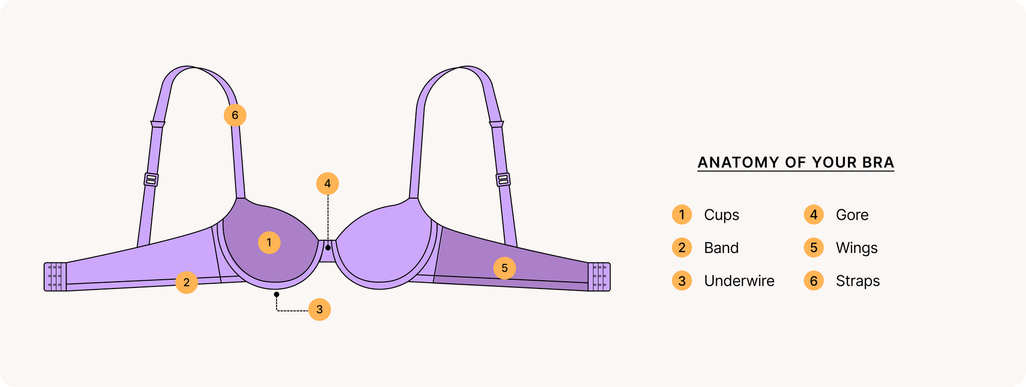 Anatomy of your bra